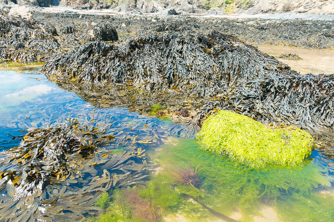 Beach Foraging Jun 2018 (062)